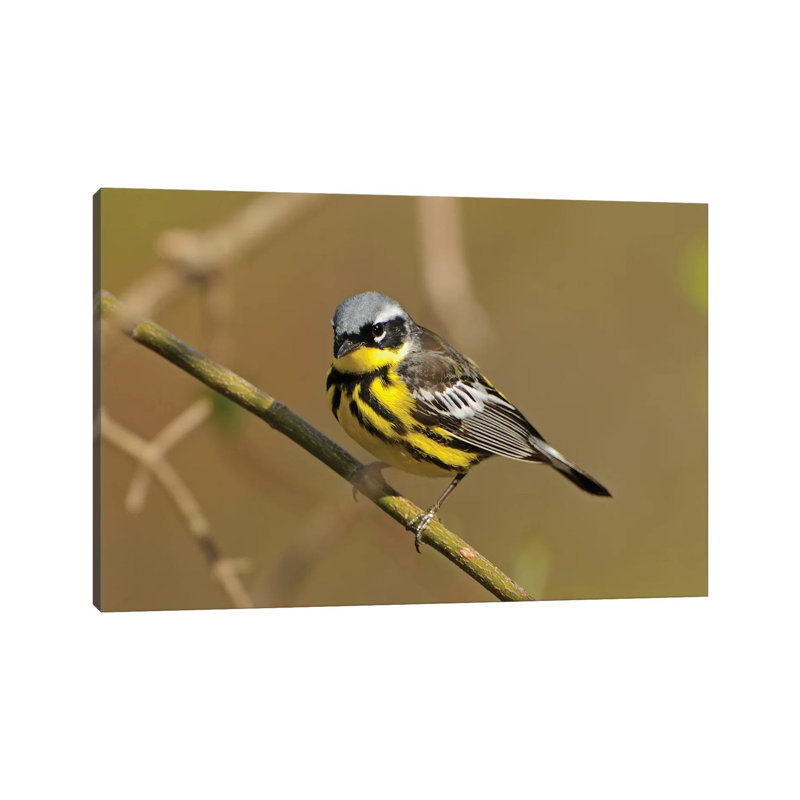 Point Pelee National Park. Magnolia Warbler Close-up. by Jaynes Gallery - Wrapped Canvas Gallery-Wrapped Canvas Giclée