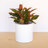 Modern Plastic Indoor/Outdoor Round Planter with Saucer-537849381-564300523