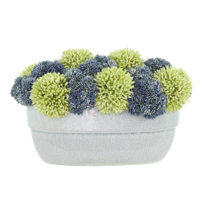 Assorted Sedum in Ceramic Pot