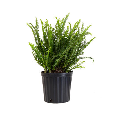 United Nursery Live Fern Plant in Nursery Pot