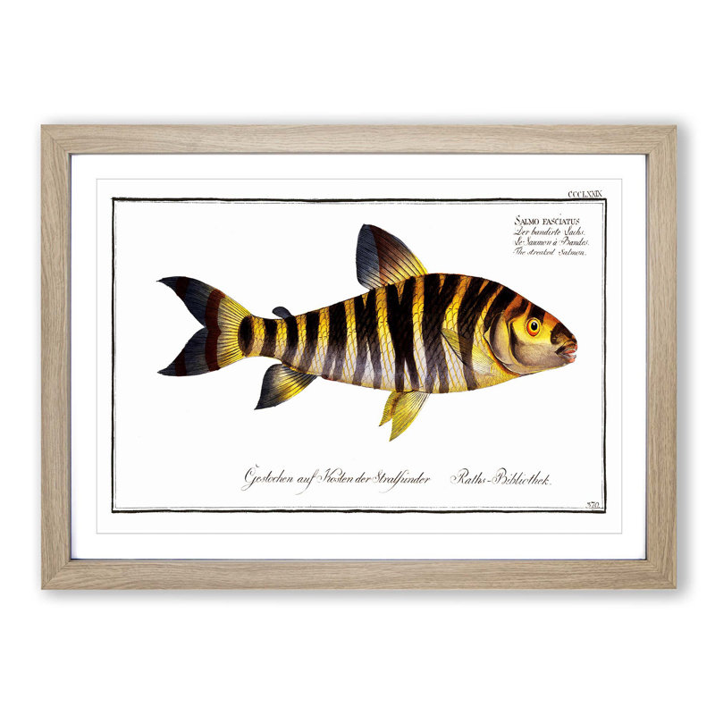 Streaked Salmon Fish by M.E. Bloch - Picture Frame Art Print, 36cm H x 48cm W x 2cm D, Oak Framed