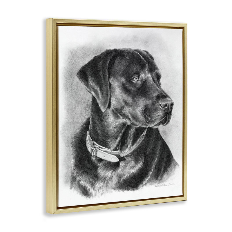«Black Lab Dessin», encadrée par Victoria Schultz, Cadre flottant métallique doré, H 21 po x l 17 po