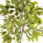 FICUS TREE DROP-IN 51"
