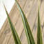 Artificial plants agave succulent in pot