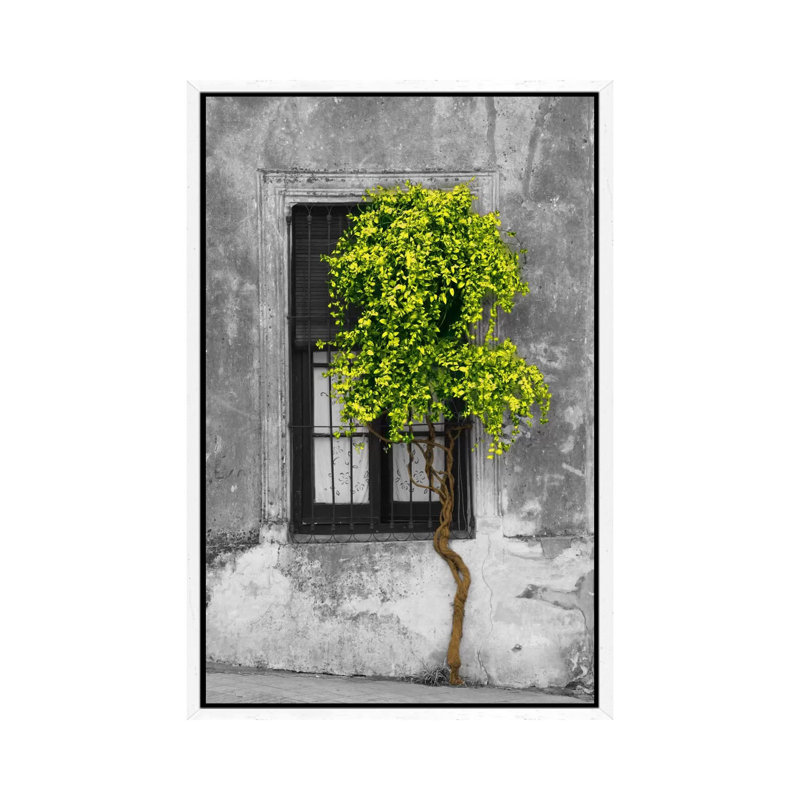 Panoramic Images - Print on Canvas, 66.04 cm H x 45.72 cm W, White Framed