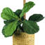 Figuier artificiel 48 po en pot