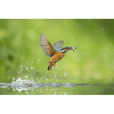 Kingfisher - Alcedo Atthis 1 Piece Wrapped Canvas Wall Art