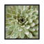 «Succulent VI», impression sur toile-28627797-72452073-72452072