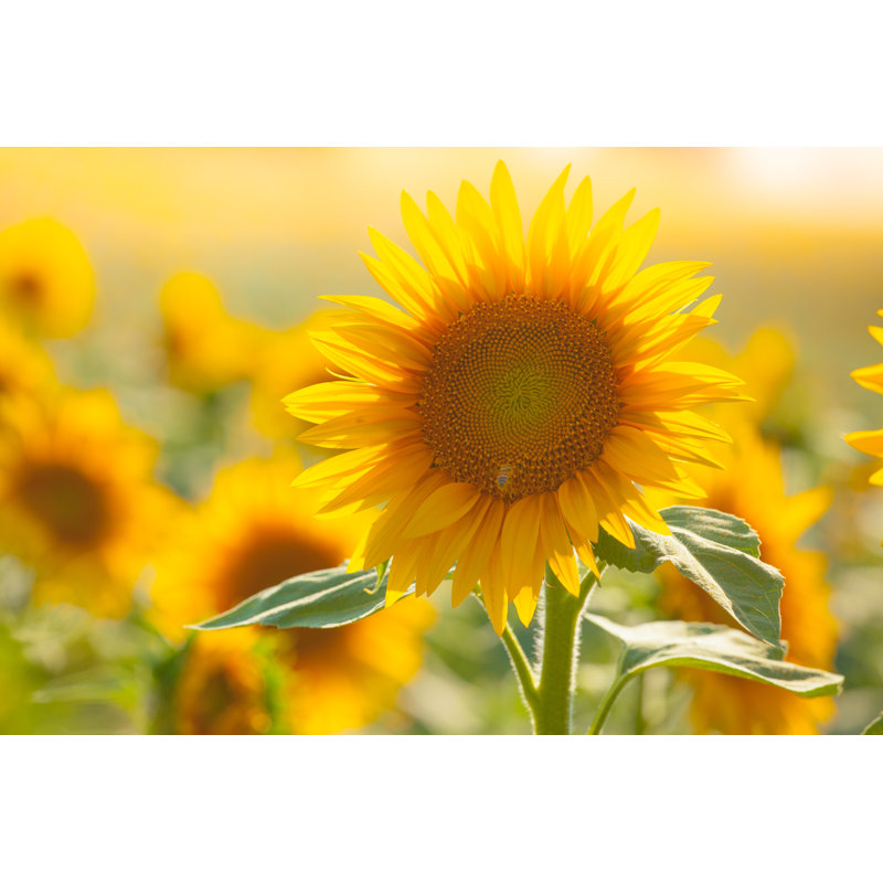Sunflowers, 81cm H x 122cm W