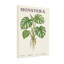 Plantes et fleurs, plante botanique Monstera-2102738078