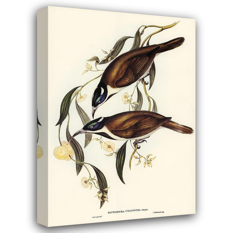 Art sur toile tendu Lark Manor ™, Gould, John, H 24 po x l 17 po