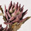 Dried Flower Bunch-119034006-119034007