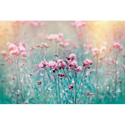 Calpella Blooming Thistle In Meadow - Wrapped Canvas Print