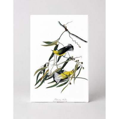Prothonotary Warbler (Plate 3) - Portrait, art mural sur toile