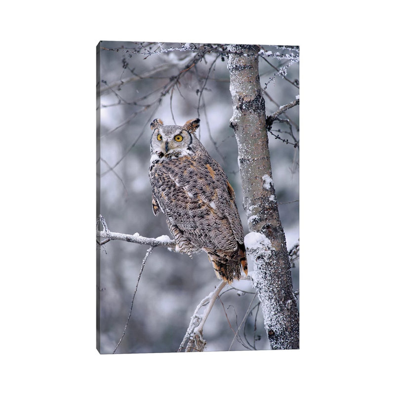 Great Horned Owl Perched in Tree Dusted with Snow 1 Piece Wrapped Canvas Wall Art, 30.48 cm H x 45.72 cm W