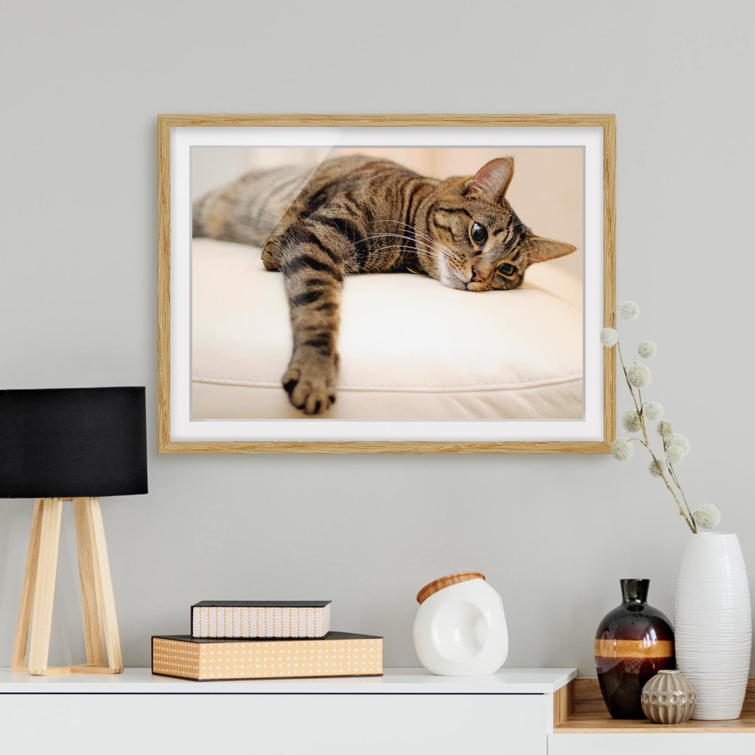 Gerahmtes Poster Chill Out Cat