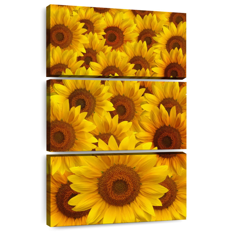 Foule de tournesol, H 57 po x l 36 po