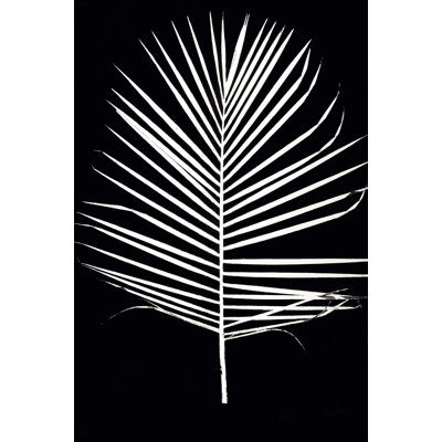 Majesty Palm " Majesty Palm 2 "