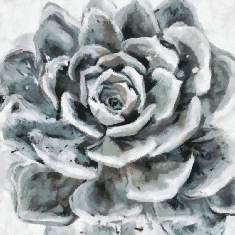 Echeveria Hookeri I - Impression sur toile tendue, H 8 po x l 8 po x P 1,5 po