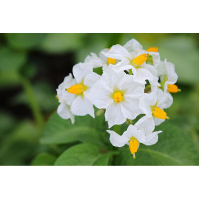 " Potato White Flowers "
