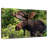 Brampt Wild Bull Moose-107875342