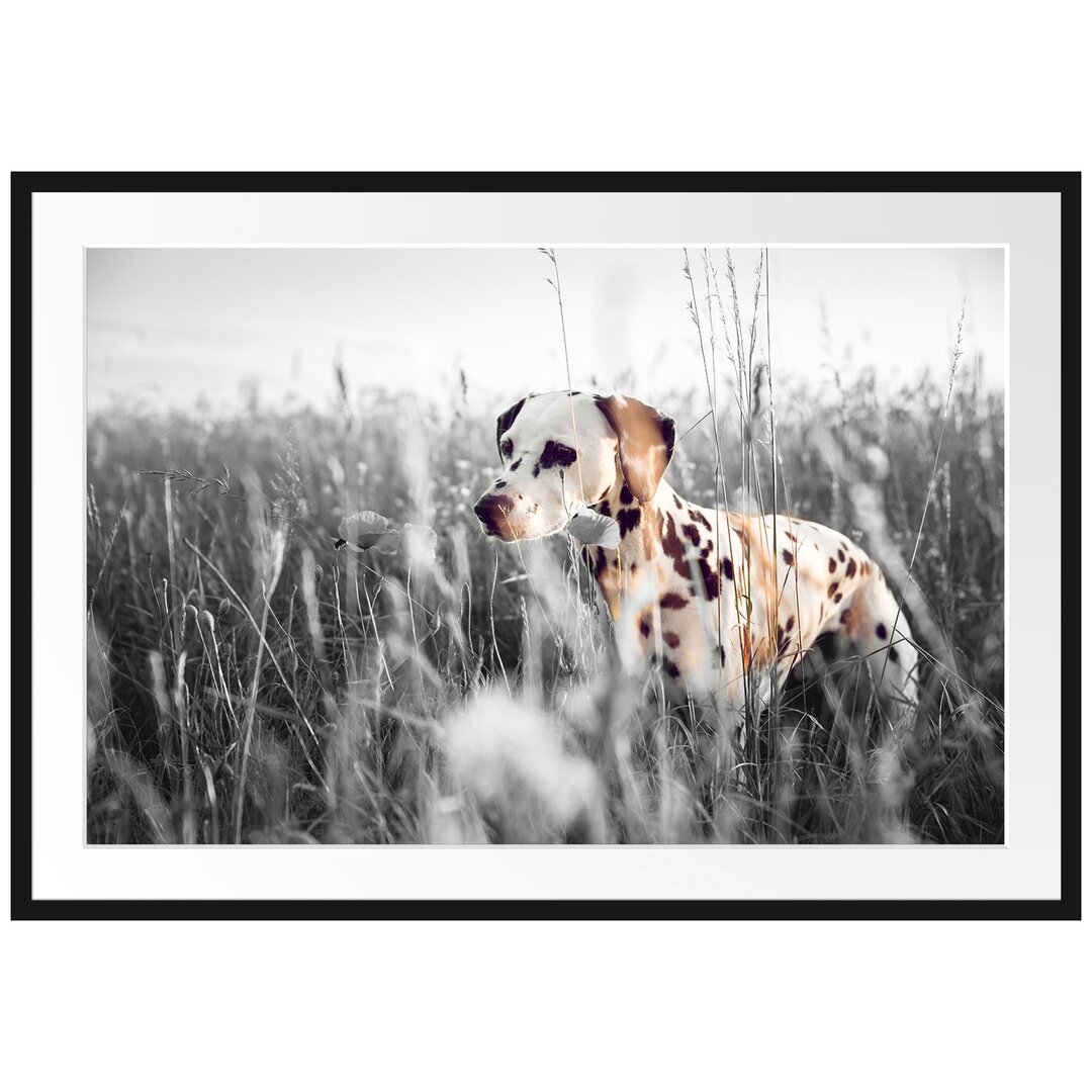 Gerahmter Fotodruck "Neugieriger Hund auf einem Feld