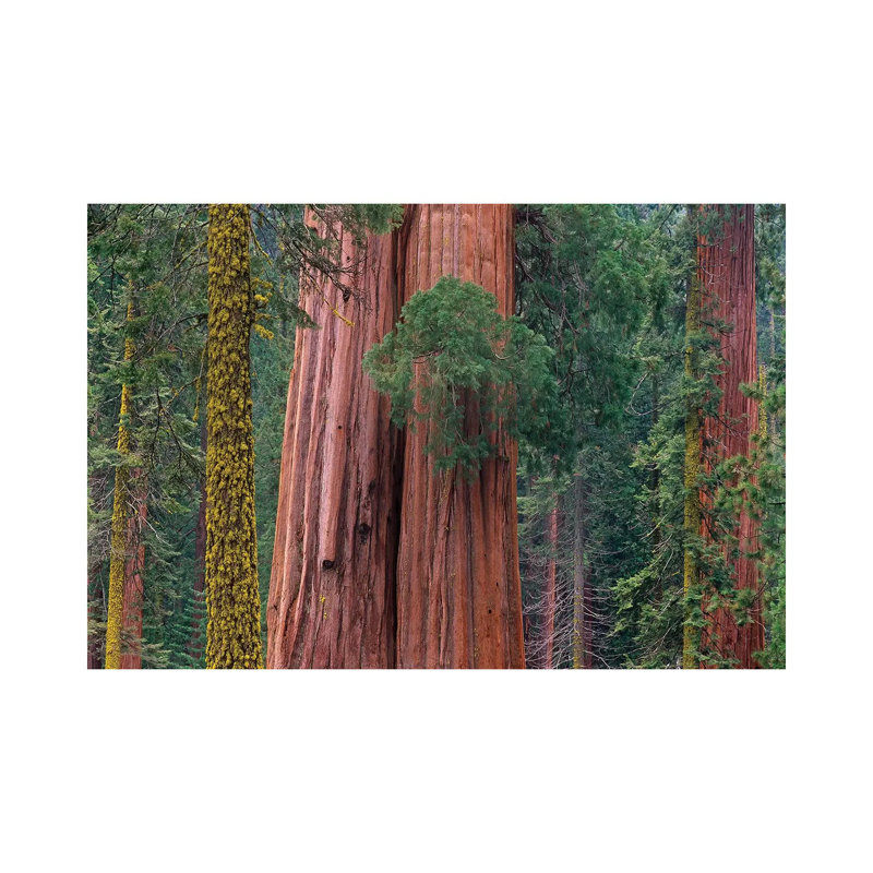 Giant Sequoia Trees, California by Tim Fitzharris - Wrapped Canvas Print, 101.6 cm H x 66.04 cm W x 1.91 cm D