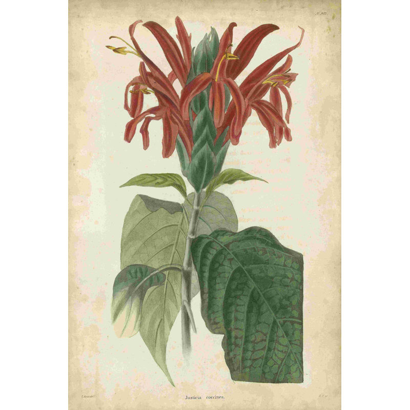 Floral tropical V, H 30 po x l 20 po