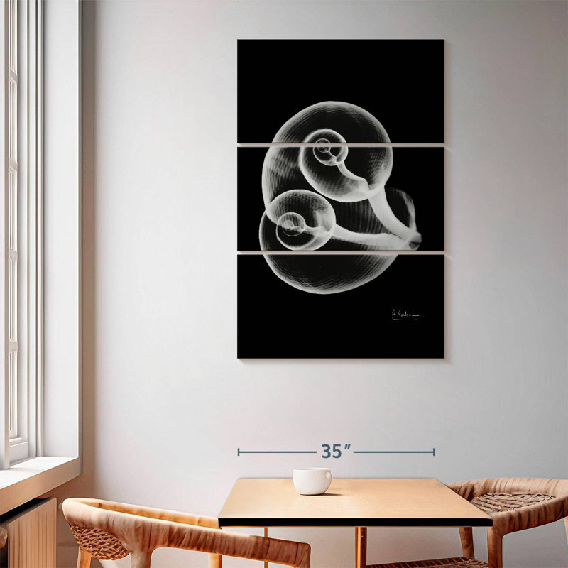 Aletra Conjoined Shells, 65" H x 42" W