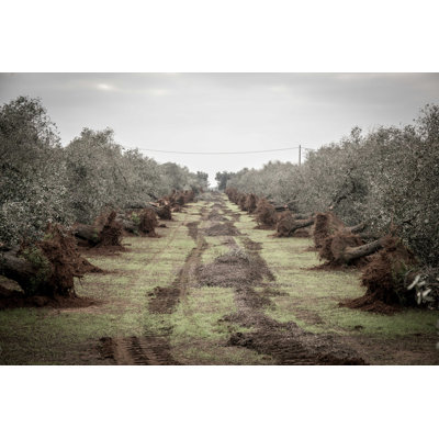 " Field Of Olive Trees "