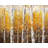 Birches by Sunny Day - Contemporary Trees Polyester Placemat