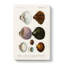 Mollusc Shell Illustrations PL. 4 by Charles D Orbigny - Wrapped Canvas-55362026