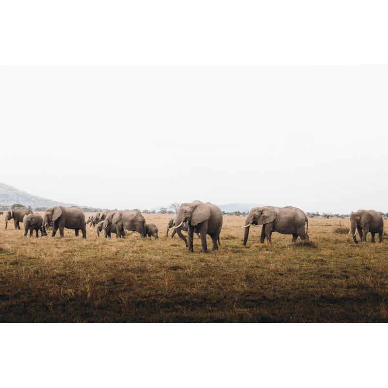 African Elephants by Anastasiia Shavshyna - Wrapped Canvas Print, 30cm H x 46cm W x 3.8cm D