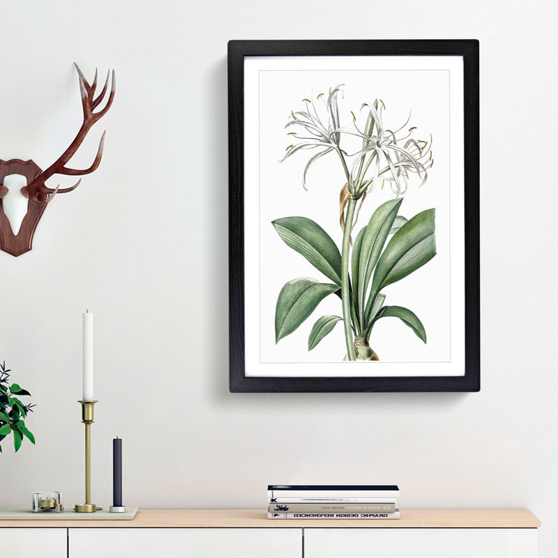 Spider Lily Flowers by Pierre-Joseph Redoute - Picture Frame Painting Print, 48cm H x 36cm W x 2cm D, Black Framed