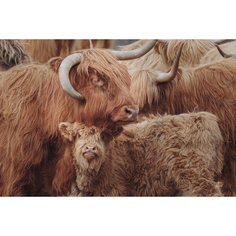 Highland Cow Under Cover by Nathan Larson - Wrapped Canvas Print, 30cm H x 46cm W x 3.8cm D