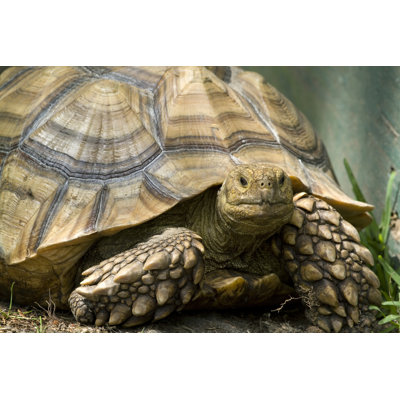 Tortue soufrée d'Afrique par Mark Kostich