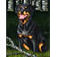 Drapeau de jardin 2 côtés rottweiler companion companion companion-214007582