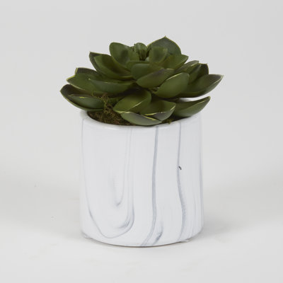 Petit cylindre Echeveria en céramique marbrée