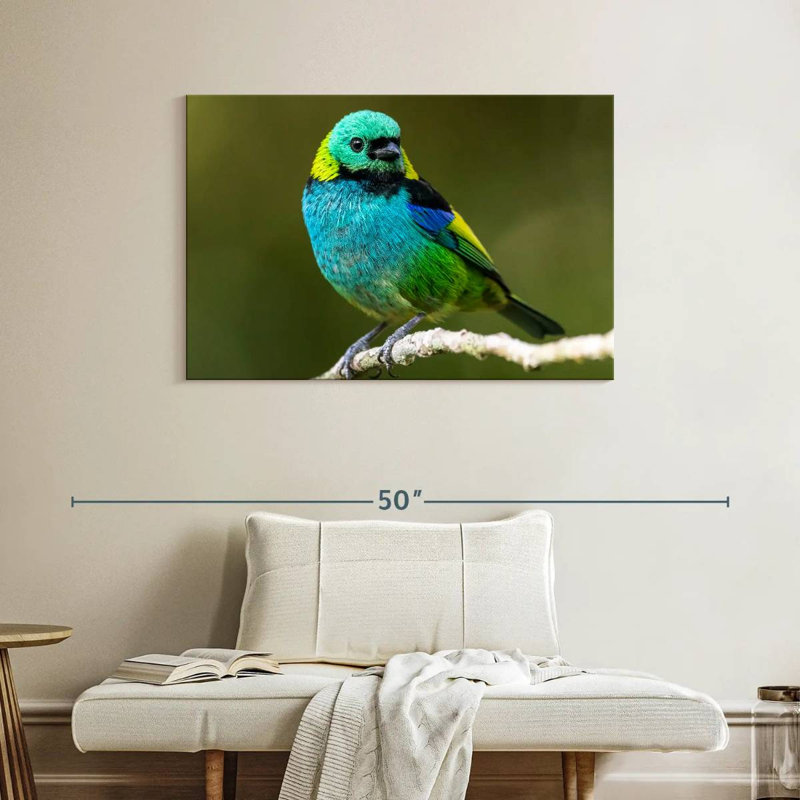Brampt Green Headed Tanager, 26" H x 39" W