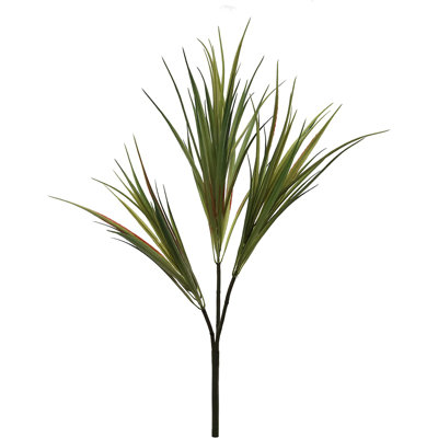 Larksilk Live Dracaena Plant