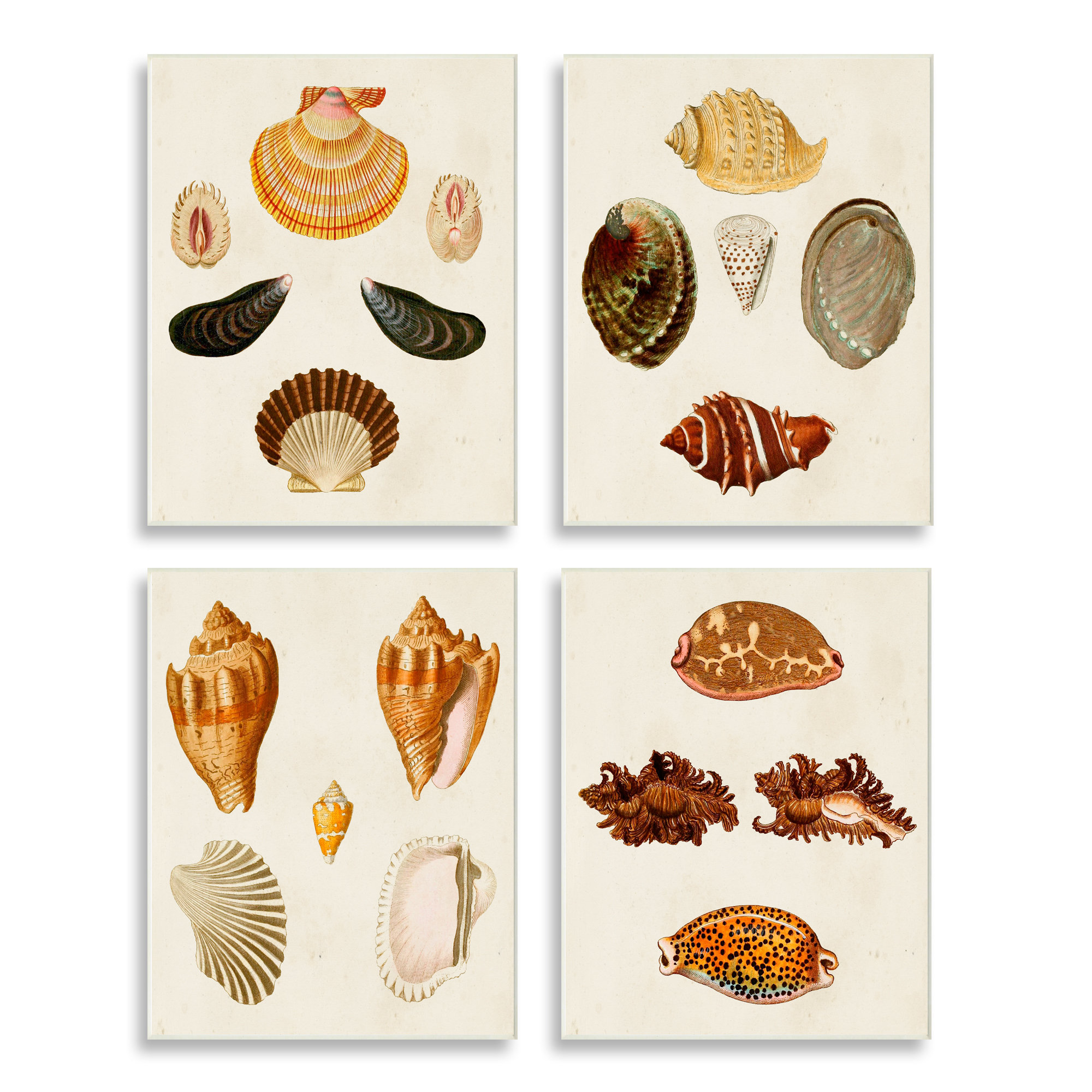 Rosecliff Heights Vintage Seashell Study Intricate Shell Patterns by G ...