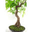 Anastassios 45cm Faux Bonsai Tree in Pot