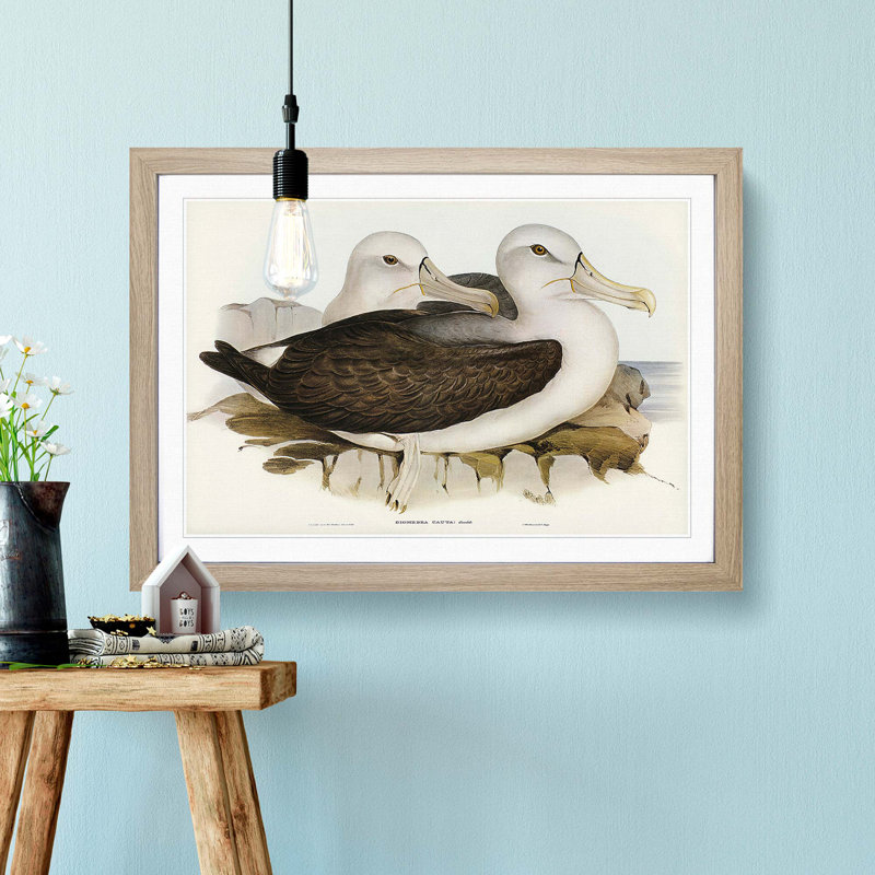Two Albatross Birds by Elizabeth Gould - Framed Print, 27cm H x 36cm W x 2cm D, Oak Framed
