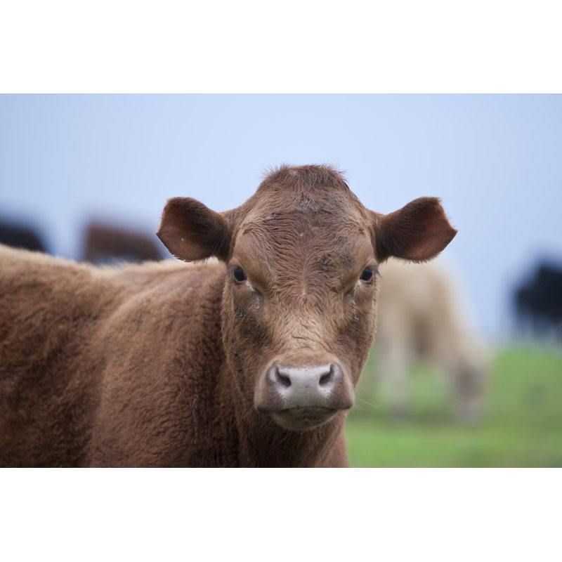 Brown Cow by Rhyman007 - No Frame Print on Canvas, 30cm H x 46cm W