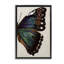 Toile d'aile de papillon classique par Melissa Wang-32420888-18274518