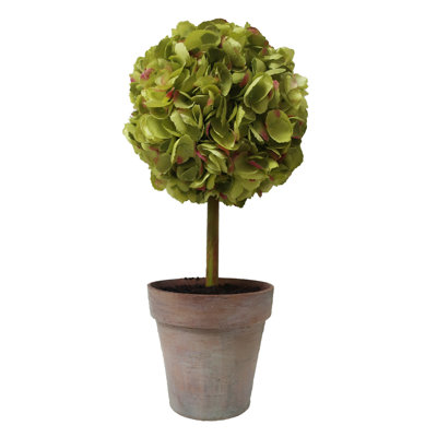 Hydrangea In Pot