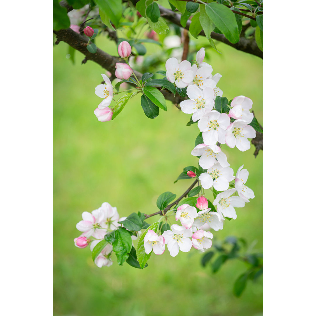 Apfelblüte - Leinwandfoto im Wickel