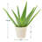 4" Azalea Plastic Pot Cover - White