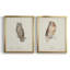Scops - Eared Owl - Reproduction d'art graphique encadré-1918593287-1918593496