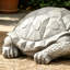 Statue tortue d'extérieur, gris foncé, sans assemblage requis
